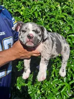 Stella , a female American Bully for sale in Oceanside, CA – 1 of 4