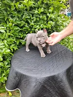 Roxy, a female American Bully for sale in Oceanside, CA – 3 of 3