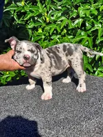 Stella , a female American Bully for sale in Oceanside, CA – 2 of 4