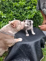 Stella , a female American Bully for sale in Oceanside, CA – 4 of 4