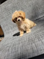 Daisy , a female Maltipoo for sale in New Haven, IN – 4 of 5