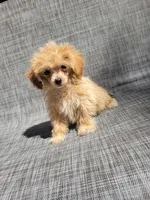 Daisy , a female Maltipoo for sale in New Haven, IN – 1 of 5