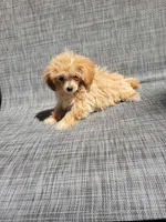 Daisy , a female Maltipoo for sale in New Haven, IN – 3 of 5