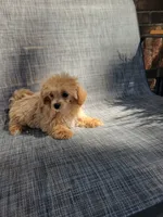 Bella, a female Maltipoo for sale in New Haven, IN – 6 of 6