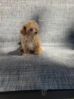 Bella, a female Maltipoo for sale in New Haven, IN – 2 of 6