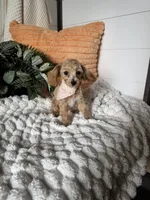Daisy , a female Maltipoo for sale in New Haven, IN – 4 of 5