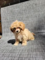 Daisy , a female Maltipoo for sale in New Haven, IN – 2 of 5