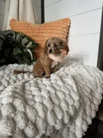 Bella, a female Maltipoo for sale in New Haven, IN – 3 of 3