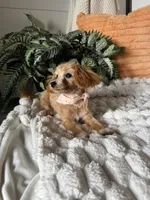 Bella, a female Maltipoo for sale in New Haven, IN – 2 of 3
