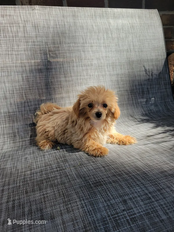 Bella – Maltipoo puppy for sale in New Haven, IN