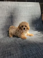 Bella, a female Maltipoo for sale in New Haven, IN – 1 of 6