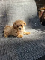 Bella, a female Maltipoo for sale in New Haven, IN – 3 of 6