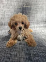Bella, a female Maltipoo for sale in New Haven, IN – 4 of 6