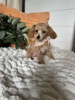Daisy , a female Maltipoo for sale in New Haven, IN – 3 of 5