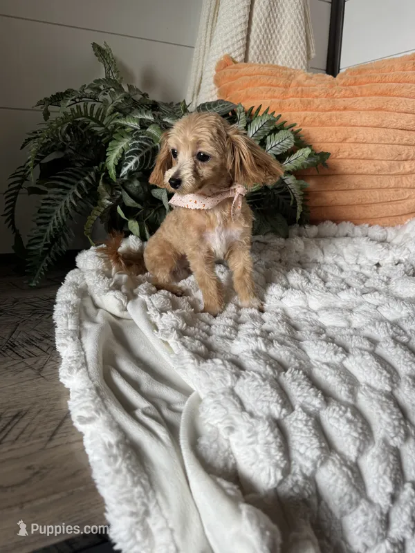 Daisy  – Maltipoo puppy for sale in New Haven, IN