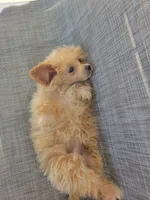 Bella, a female Maltipoo for sale in New Haven, IN – 5 of 6