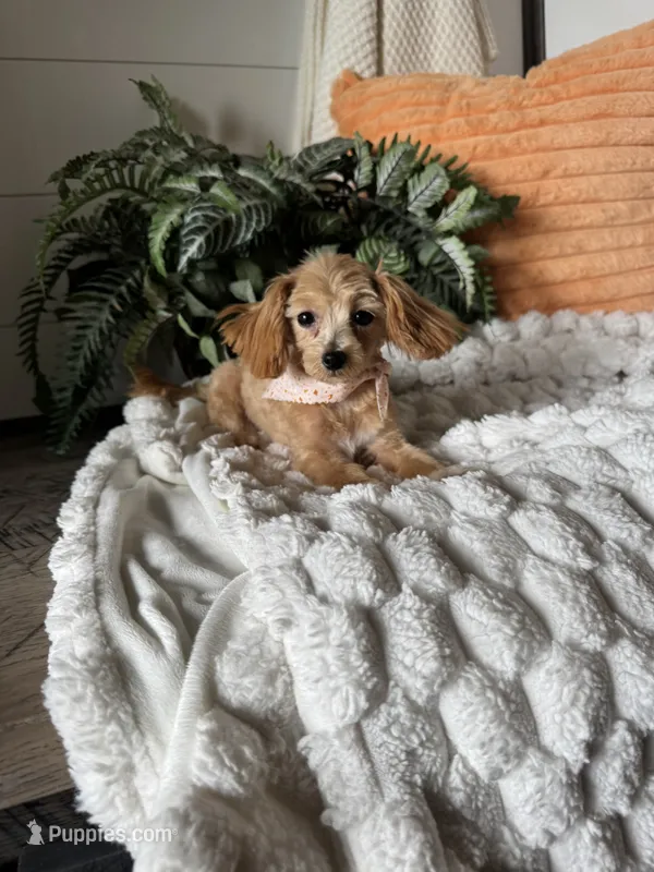 Bella – Maltipoo puppy for sale in New Haven, IN