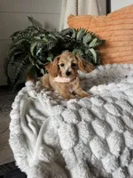 Bella, a female Maltipoo for sale in New Haven, IN – 1 of 3