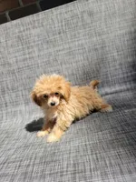 Daisy , a female Maltipoo for sale in New Haven, IN – 5 of 5
