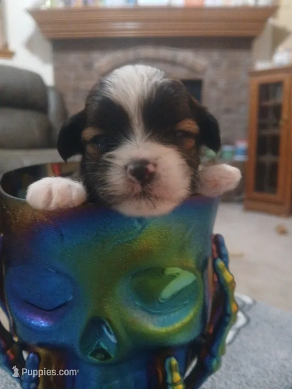 Jack – Shihpoo puppy for sale in Independence, MO