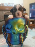 Jack, a male Shihpoo for sale in Independence, MO – 5 of 10