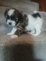 Bo, a male Shihpoo for sale in Independence, MO – 5 of 8