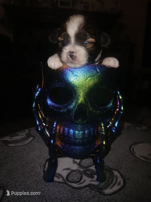Jack – Shihpoo puppy for sale in Independence, MO