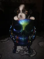 Jack, a male Shihpoo for sale in Independence, MO – 1 of 10