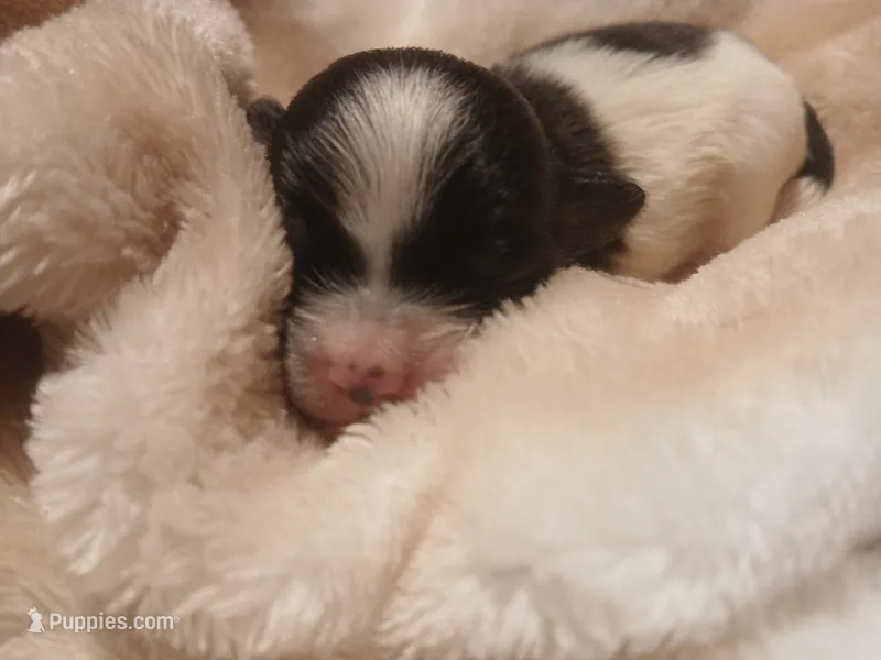 Jack – Shihpoo, Shih Tzu puppy for sale in Independence, MO