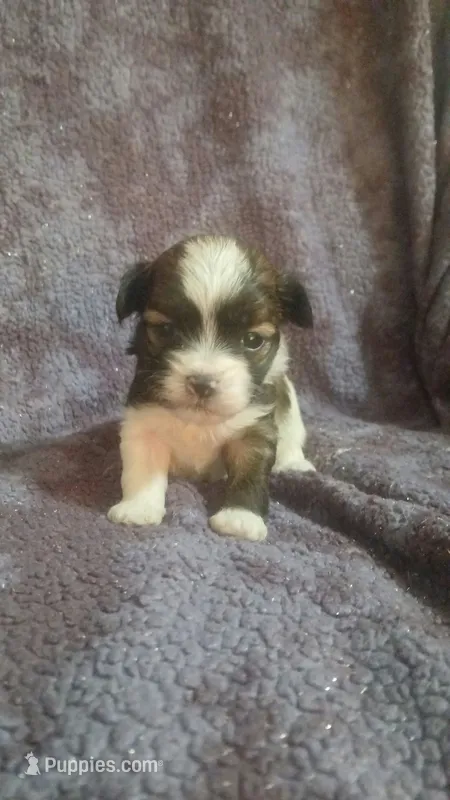Jack – Shihpoo puppy for sale in Independence, MO