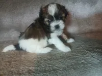Bo, a male Shihpoo for sale in Independence, MO – 4 of 8