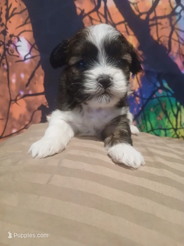 Jack – Shihpoo puppy for sale in Independence, MO