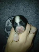 Jack, a male Shihpoo and Shih Tzu for sale in Independence, MO – 10 of 10
