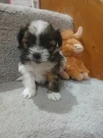 Bo, a male Shihpoo for sale in Independence, MO – 6 of 8