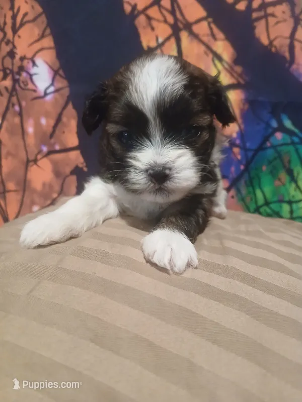 Jack – Shihpoo puppy for sale in Independence, MO