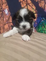 Bo, a male Shihpoo for sale in Independence, MO – 2 of 8