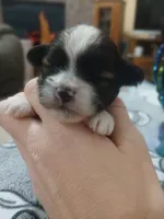 Jack, a male Shihpoo for sale in Independence, MO – 4 of 10