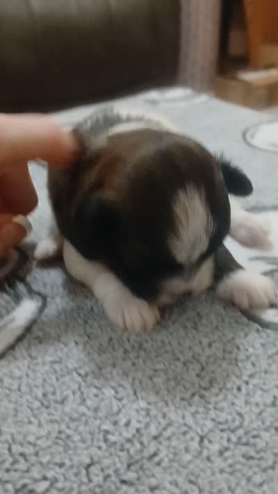 Jack, a male Shihpoo for sale in Independence, MO – 9 of 10