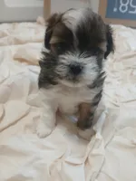 Bo, a male Shihpoo for sale in Independence, MO – 3 of 8