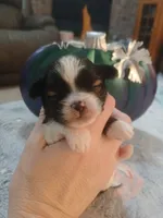 Jack, a male Shihpoo for sale in Independence, MO – 2 of 10
