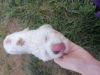 Ares, a male Poodle - Toy  for sale in Belton, MO – Photo 2 of 4