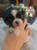 Jack, a male Shihpoo for sale in Independence, MO – 7 of 10