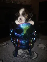 Jack, a male Shihpoo for sale in Independence, MO – 3 of 10