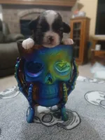 Jack, a male Shihpoo for sale in Independence, MO – 6 of 10