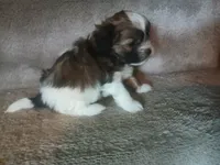 Bo, a male Shihpoo for sale in Independence, MO – 7 of 8