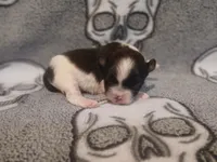 Jack, a male Shihpoo and Shih Tzu for sale in Independence, MO – 5 of 10