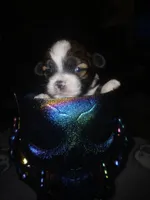 Jack, a male Shihpoo for sale in Independence, MO – 8 of 10