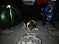 Jack, a male Shihpoo for sale in Independence, MO – 10 of 10
