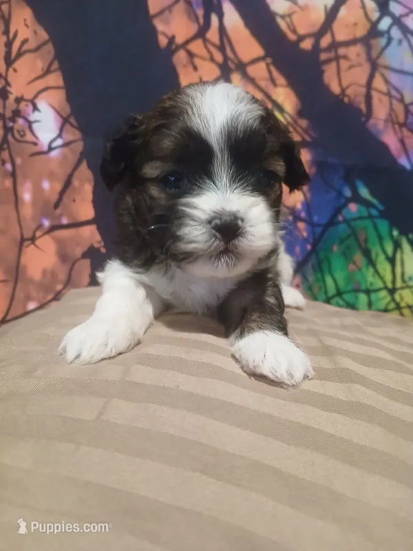 Jack – Shihpoo puppy for sale in Independence, MO