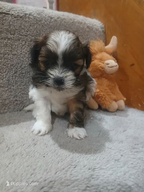 Bo – Shihpoo puppy for sale in Independence, MO